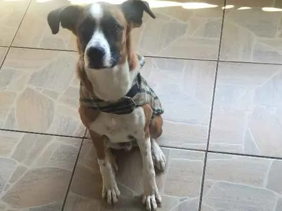 Cachorro ra a SRD idade 2 anos nome Scoob