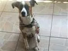 Cachorro raça SRD idade 2 anos nome Scoob