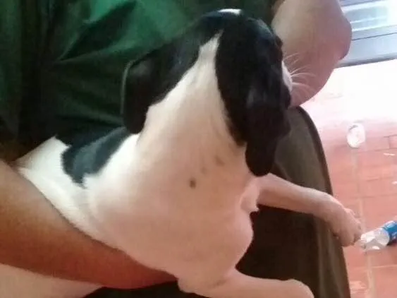 Cachorro ra a  idade 2 a 6 meses nome Ted