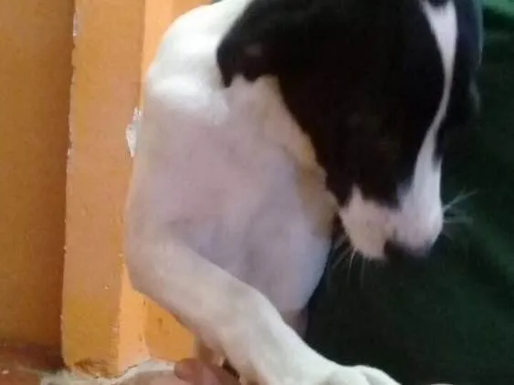 Cachorro ra a  idade 2 a 6 meses nome Ted