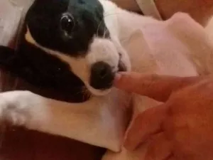 Cachorro raça  idade 2 a 6 meses nome Ted