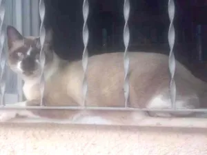 Gato raça Siamês idade 3 anos nome Tom