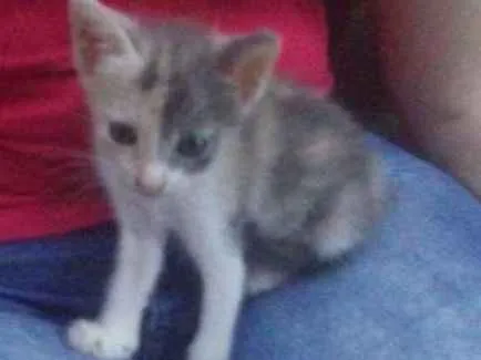 Gato ra a Angora idade Abaixo de 2 meses nome Vanila