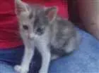 Gato raça Angora idade Abaixo de 2 meses nome Vanila