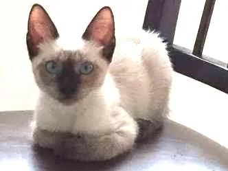 Gato ra a Sialata idade 2 a 6 meses nome Otto & Isa