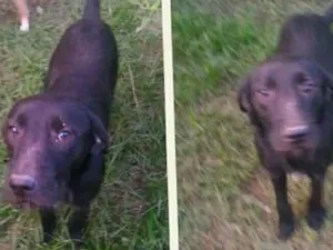 Cachorro raça SRD idade 1 ano nome ATOS