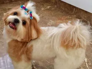 Cachorro raça Shitszu idade 6 ou mais anos nome Lila