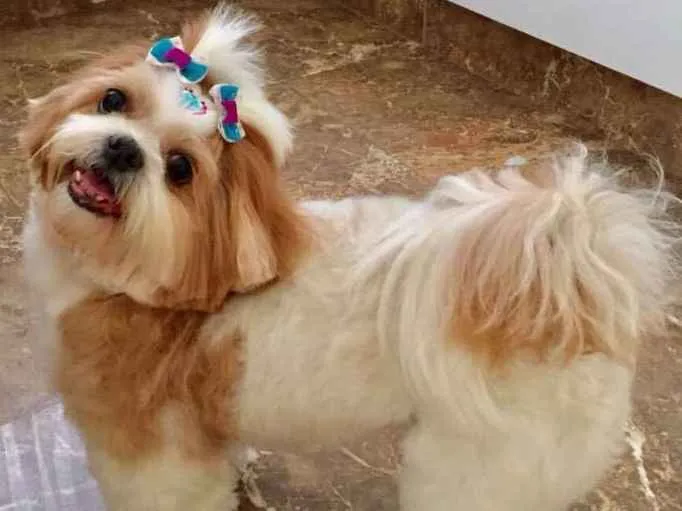 Cachorro ra a Shitszu idade 6 ou mais anos nome Lila