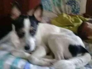 Cachorro raça vira lata com snawzer idade 2 anos nome Bob