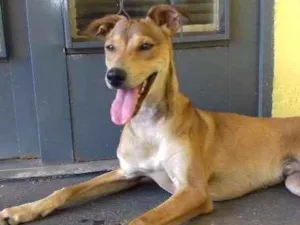 Cachorro raça SRD idade 7 a 11 meses nome Mike