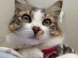 Gato raça  idade 1 ano nome KITTY GRATIFICA