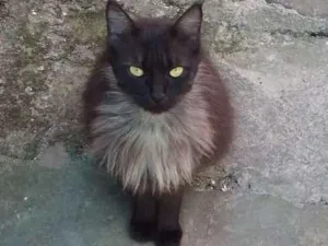 Gato raça SRD idade 3 anos nome Helena