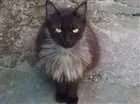 Gato raça SRD idade 3 anos nome Helena