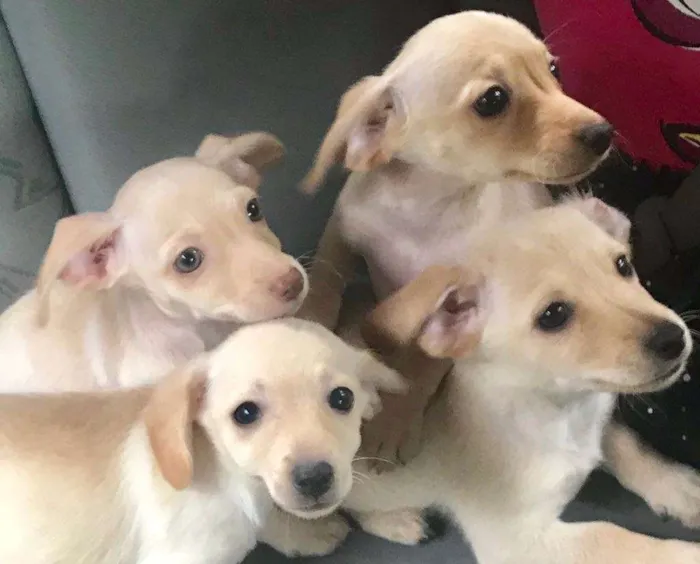 Cachorro ra a Indefinida idade Abaixo de 2 meses nome Bolinhas brancas