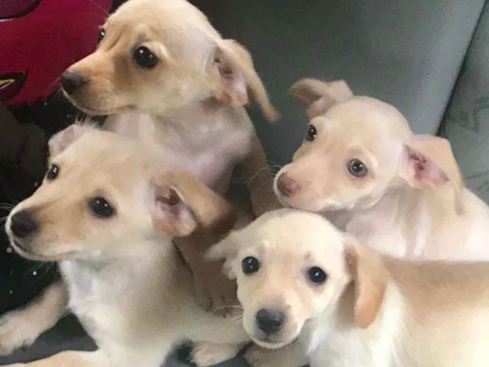 Cachorro ra a Indefinida idade Abaixo de 2 meses nome Bolinhas brancas