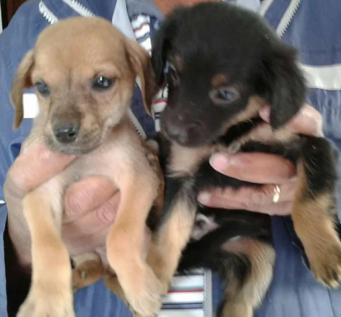 Cachorro raça SRD idade 2 a 6 meses nome varios