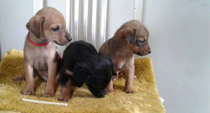 Cachorro raça SRD idade 2 a 6 meses nome varios