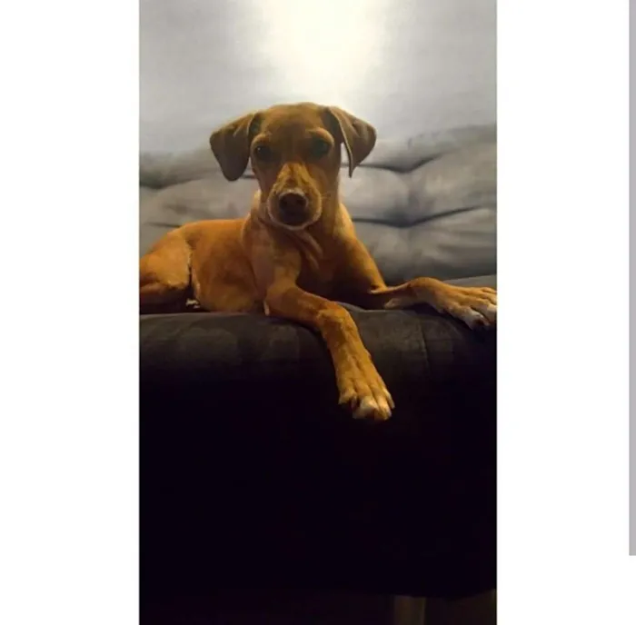 Cachorro ra a SRD idade 1 ano nome Jojo