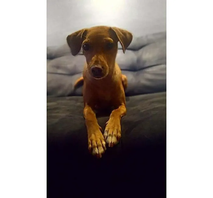 Cachorro ra a SRD idade 1 ano nome Jojo