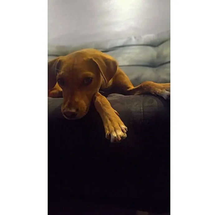 Cachorro ra a SRD idade 1 ano nome Jojo