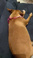 Jojo