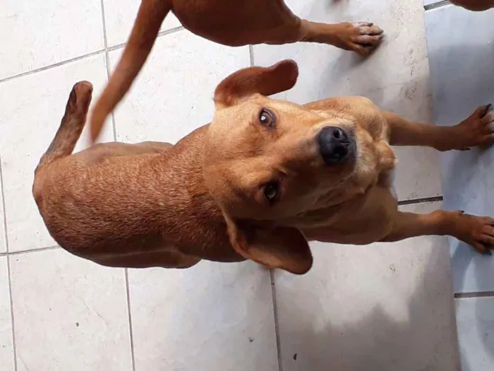 Cachorro ra a Vira lata idade 2 anos nome .