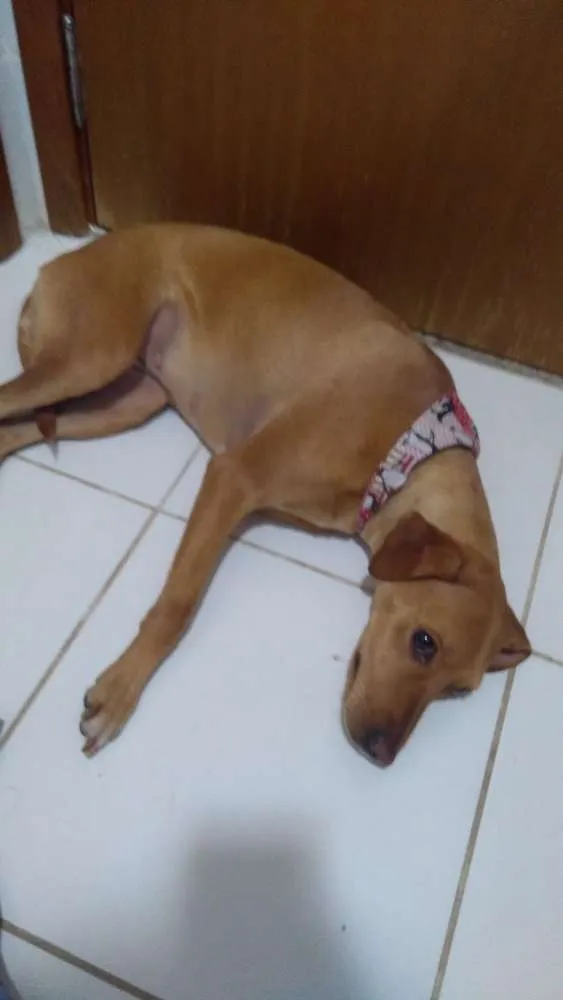 Cachorro ra a SRD idade 1 ano nome Jojo