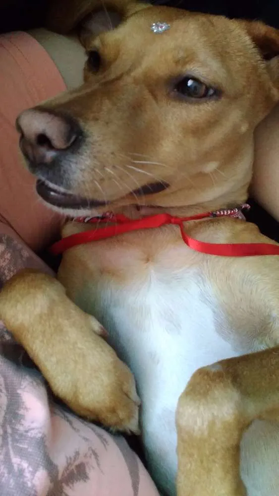 Cachorro ra a SRD idade 1 ano nome Jojo