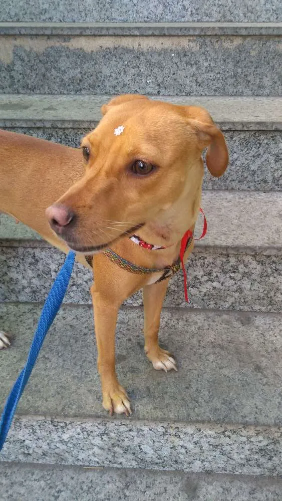 Cachorro ra a SRD idade 1 ano nome Jojo