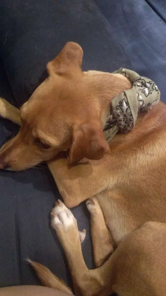 Cachorro ra a SRD idade 1 ano nome Jojo