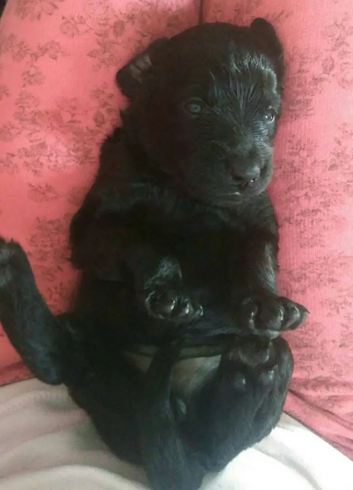Cachorro raça vira-lata idade Abaixo de 2 meses nome Sem nome 
