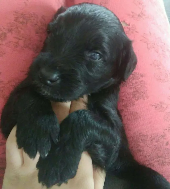 Cachorro raça vira-lata idade Abaixo de 2 meses nome Sem nome 