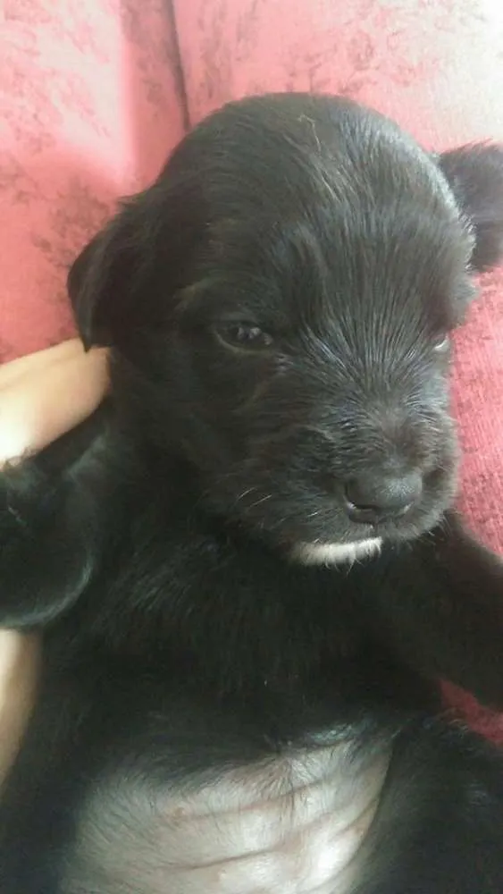 Cachorro raça vira-lata idade Abaixo de 2 meses nome Sem nome 