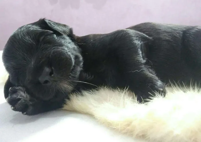 Cachorro raça vira-lata idade Abaixo de 2 meses nome Sem nome 