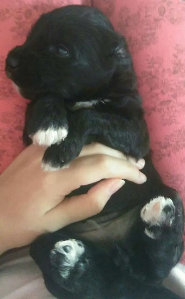 Cachorro raça vira-lata idade Abaixo de 2 meses nome Sem nome 