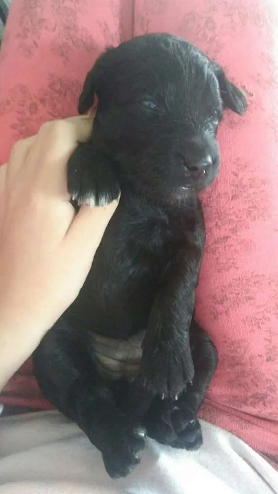 Cachorro raça vira-lata idade Abaixo de 2 meses nome Sem nome 