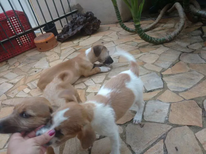 Cachorro ra a Não sei idade 2 a 6 meses nome Não tem nome ainda