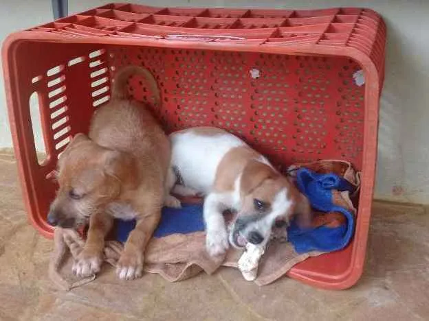 Cachorro ra a Não sei idade 2 a 6 meses nome Não tem nome ainda