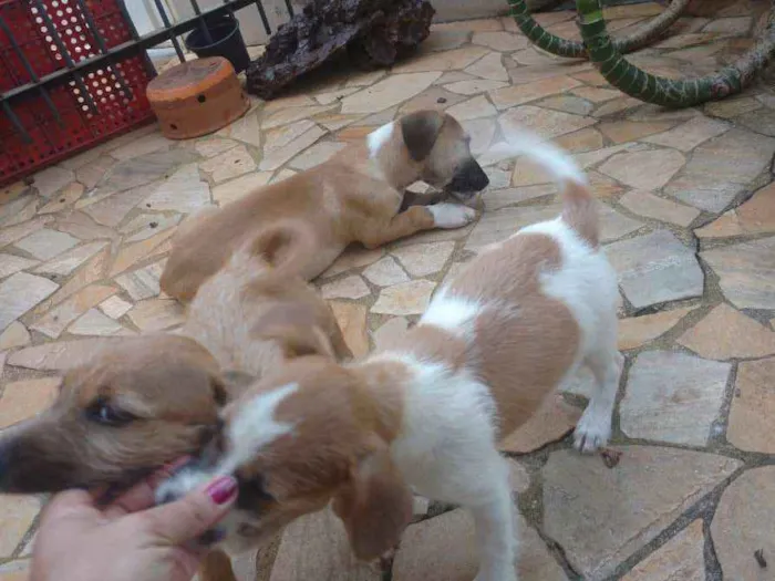 Cachorro ra a Não sei idade 2 a 6 meses nome Não tem nome ainda