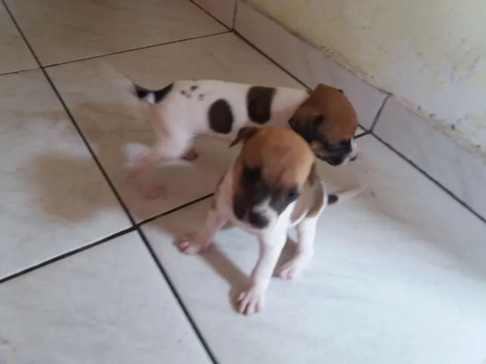Cachorro ra a Vira-lata idade Abaixo de 2 meses nome Malhado