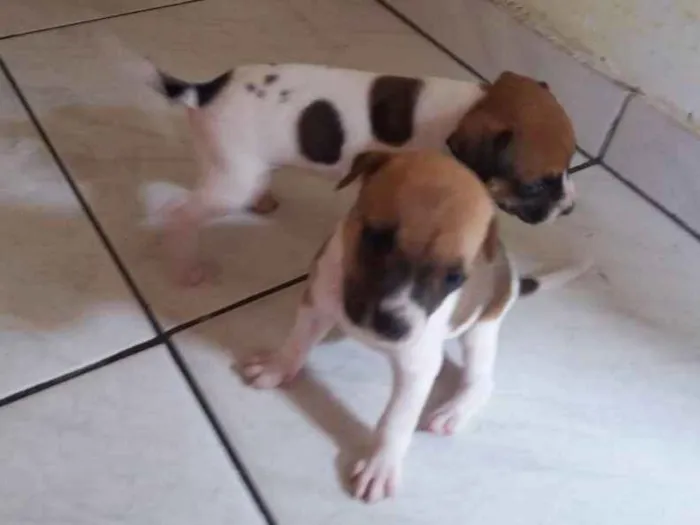 Cachorro ra a Vira-lata idade Abaixo de 2 meses nome Malhado