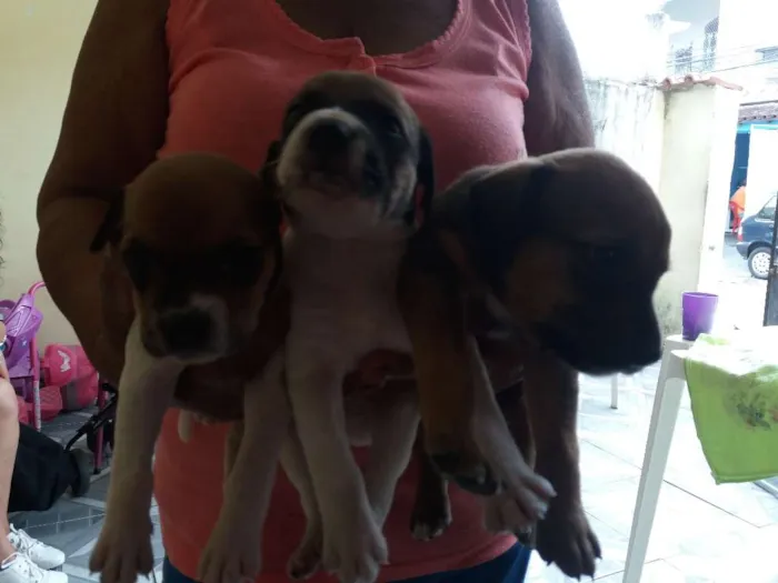 Cachorro ra a Vira-lata idade Abaixo de 2 meses nome Malhado