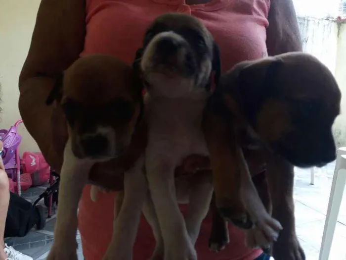 Cachorro ra a Vira-lata idade Abaixo de 2 meses nome Malhado