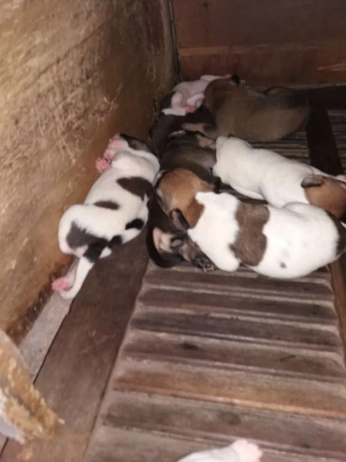 Cachorro ra a Vira-lata idade Abaixo de 2 meses nome Malhado