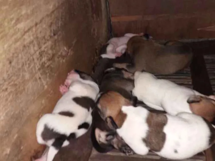 Cachorro ra a Vira-lata idade Abaixo de 2 meses nome Malhado