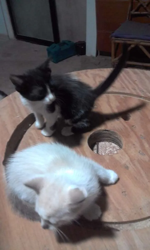 Gato raça Mistura de raças idade Abaixo de 2 meses nome Não tem nomes