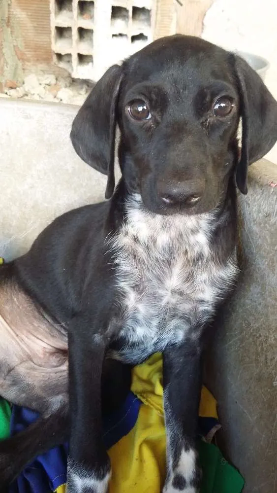 Cachorro ra a Indefinida idade 2 a 6 meses nome Chiquinha/Tiquinho/L