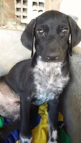 Chiquinha/Tiquinho/L