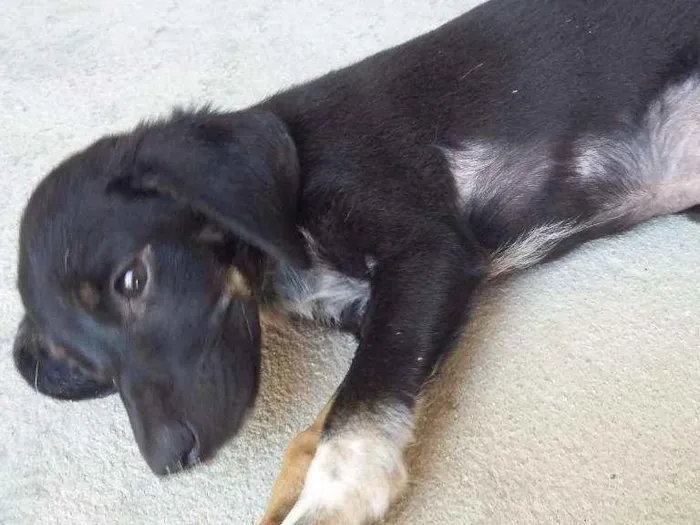 Cachorro ra a Indefinida idade 2 a 6 meses nome Chiquinha/Tiquinho/L