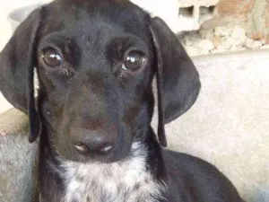 Cachorro raça Indefinida idade 2 a 6 meses nome Chiquinha/Tiquinho/L